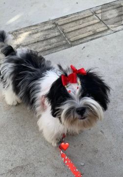 Shih Tzu Fêmea -3 anos 