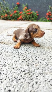Filhote de Teckel Dachshund