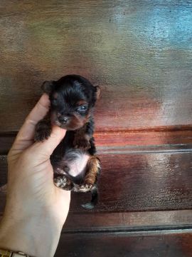 Yorkshire Terrier Filhote