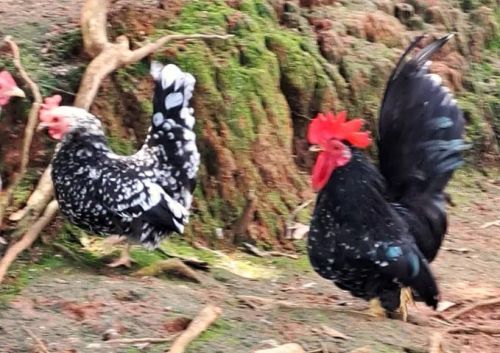 Vendo um casal de nagazakis black motled
