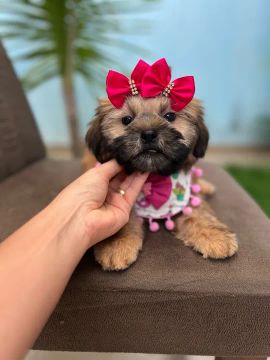 Shihtzu Fêmea A Pronta Entrega Filhote Promoção 