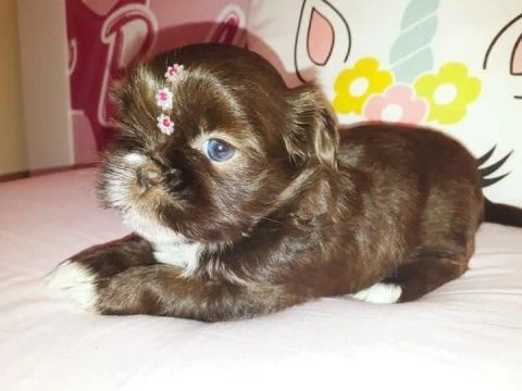 Filhote Shih Tzu Fêmea
