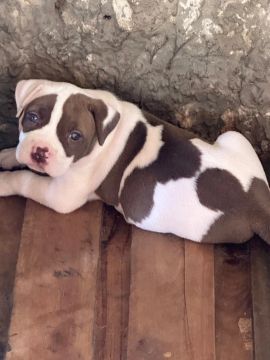 American bully com pitbull 