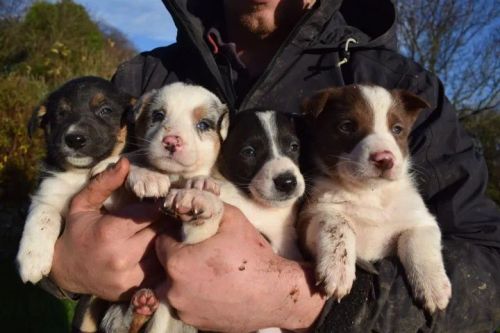 Border Collie - filhotes maravilhosos 