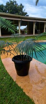 PLANTA CICA