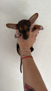 Vendo pinscher macho 