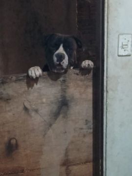 Doando Pit Bull Monster 