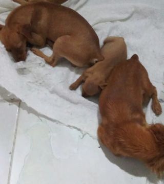 Vende-se casal de pincher 