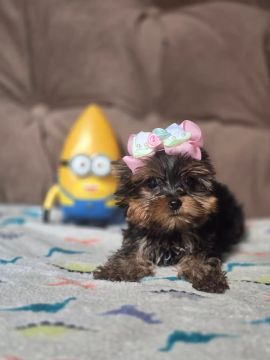 Yorkshire Terrier Fêmea micro 