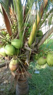 Mudas de planta frutífera e ornamentais