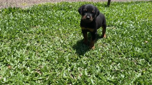 Filhote de Rottweiler