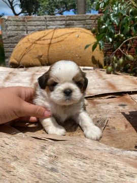 Shih tzu 