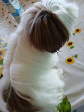 Shih Tzu fêmea vacinada bem dócil... muito linda 