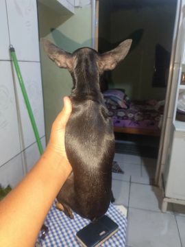 Filhote de Pinscher