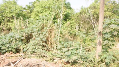 Terreno com 9.987m², Desocupado no Panorama em Cáceres/MT