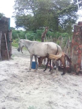Egua e Potro 