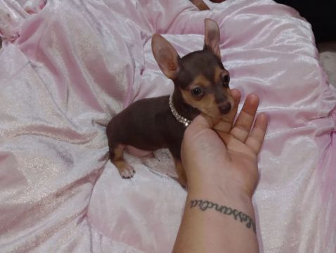 Pinscher chocolate muito pequeno já com 3 meses e uns dias 