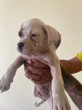 Filhote de Boxer - Macho - 2 Meses