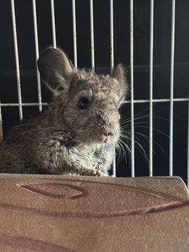 Chinchila