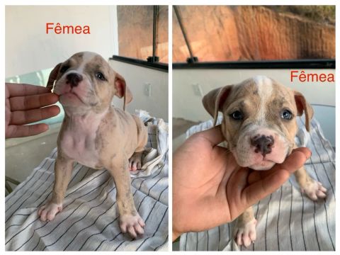 Vendo filhotes de American Bully com Pitbull.