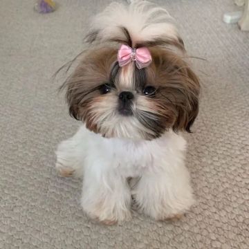 Cão Shih Tzu/Shitzu À Venda Com Garantias Em Contrato