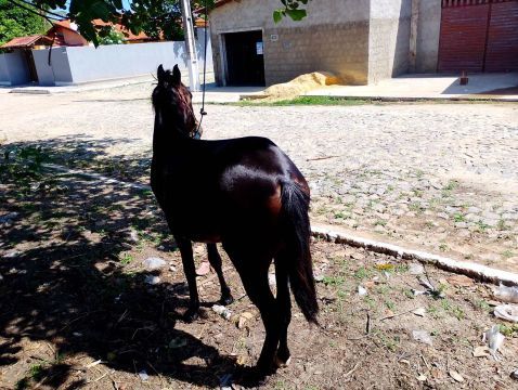 Poldo de segunda muda