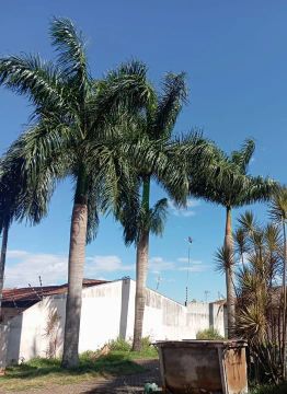 Palmeiras para venda