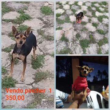 Vendo Pinscher fêmea 