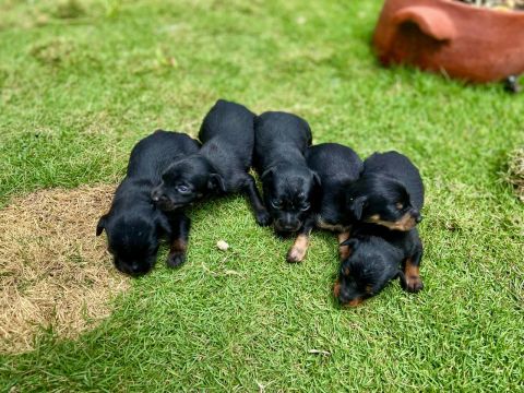 Filhotes de Pinscher - Lindos
