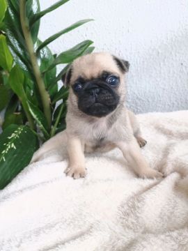Pugs 