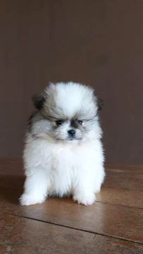 Spitz Alemão tamanho anão padrão ursinho, com suporte veterinário gratuito