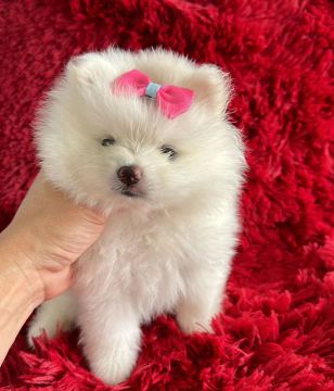 Spitz Alemão. Uma linda menina na cor creme pronta entrega 