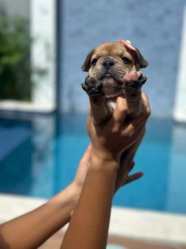 Bulldog Francês 