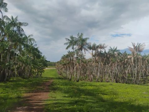 FAZENDA DE AÇAÍ