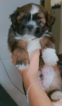 Filhote Shih Tzu