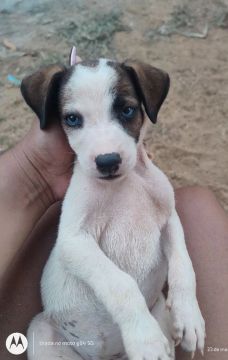 Filhote de cachorro para adoção