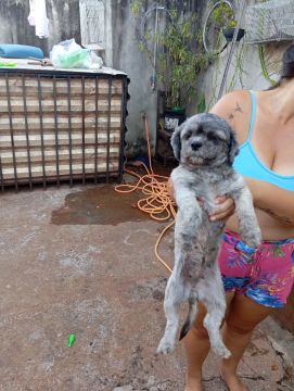 Vende-se Shitzu fêmea 