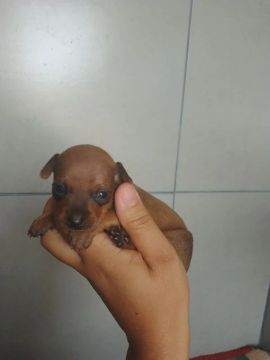 Filhote de Pinscher Miniatura