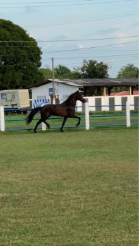 Cavalo Mangalarga Marchador! 