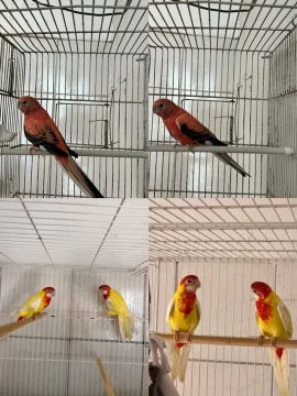Disponível para venda 