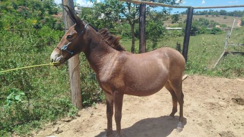 Burrinho 