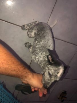 Pet
