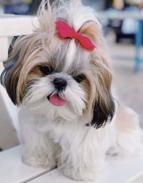 TENHA SIMPLESMENTE O QUE TEM DE MELHOR NO MUNDO EM shih-tzu Micro, WHTSP DESCR