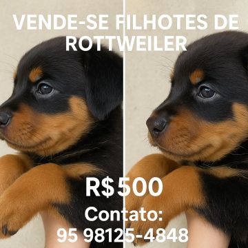 Vende-se filhote de Rottweiler