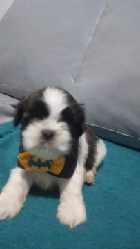 Filhote Shih Tzu - Super Fofo!