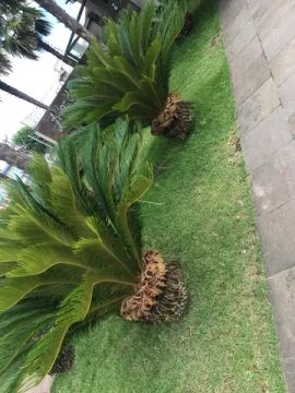 Palmeira cica / jardim palmeira 