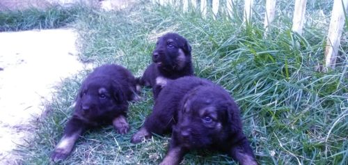 Filhotes de Pastor Alemao capa preta puro com pedigree de pai e mãe disponíveis.