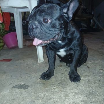 !!!Bulldog Francês macho 420rs!!!! 1 ano 