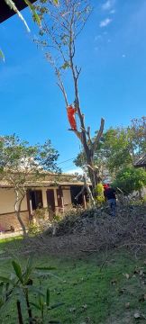 Poda, corte e retirada de árvore.