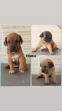 DOAÇÃO RESPONSÁVEL,  FILHOTES CACHORRO SRD
